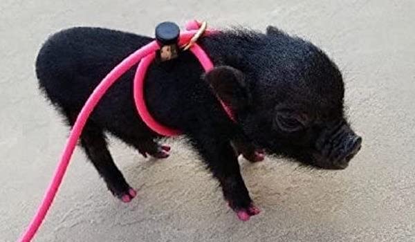 Piggy Poo and Crew 12 Foot Mini Pig Harness Adjustable Harness Lea