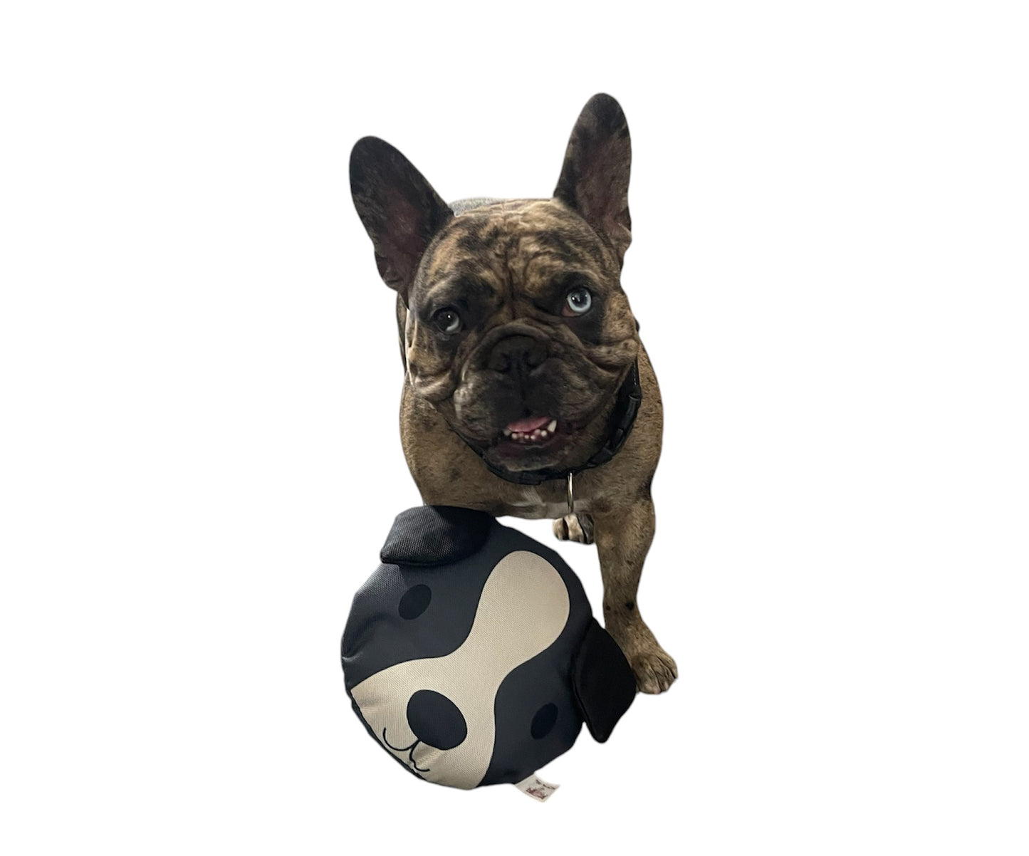 Dog and Cat Bite-Proof Squeaker Disc Ruffhouse Toys for Dogs Puppies and other Small Animals