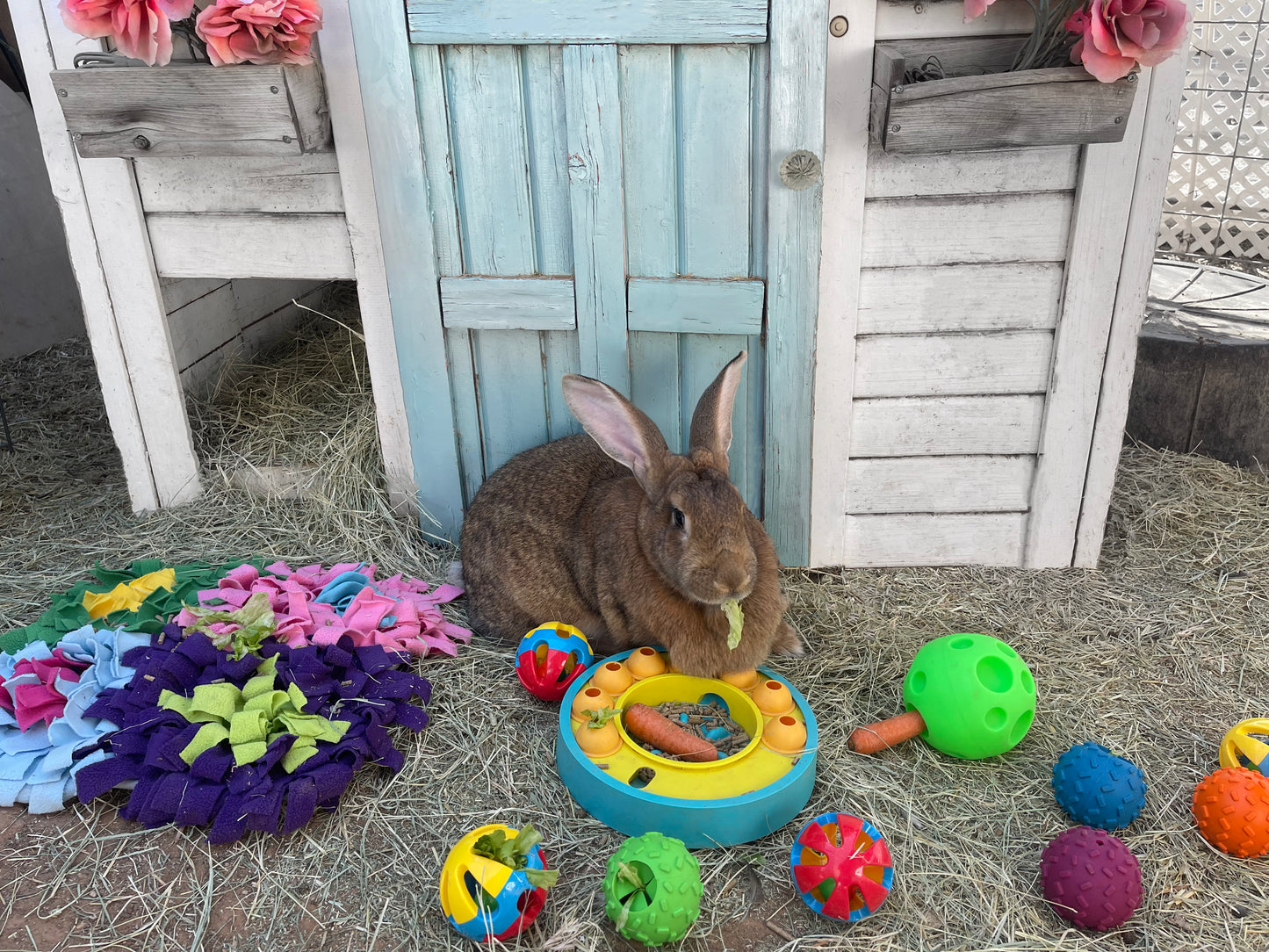 Bunny Bundle Starter Pack - Includes all The Essentials for your Bunny or Rabbit - 14 items