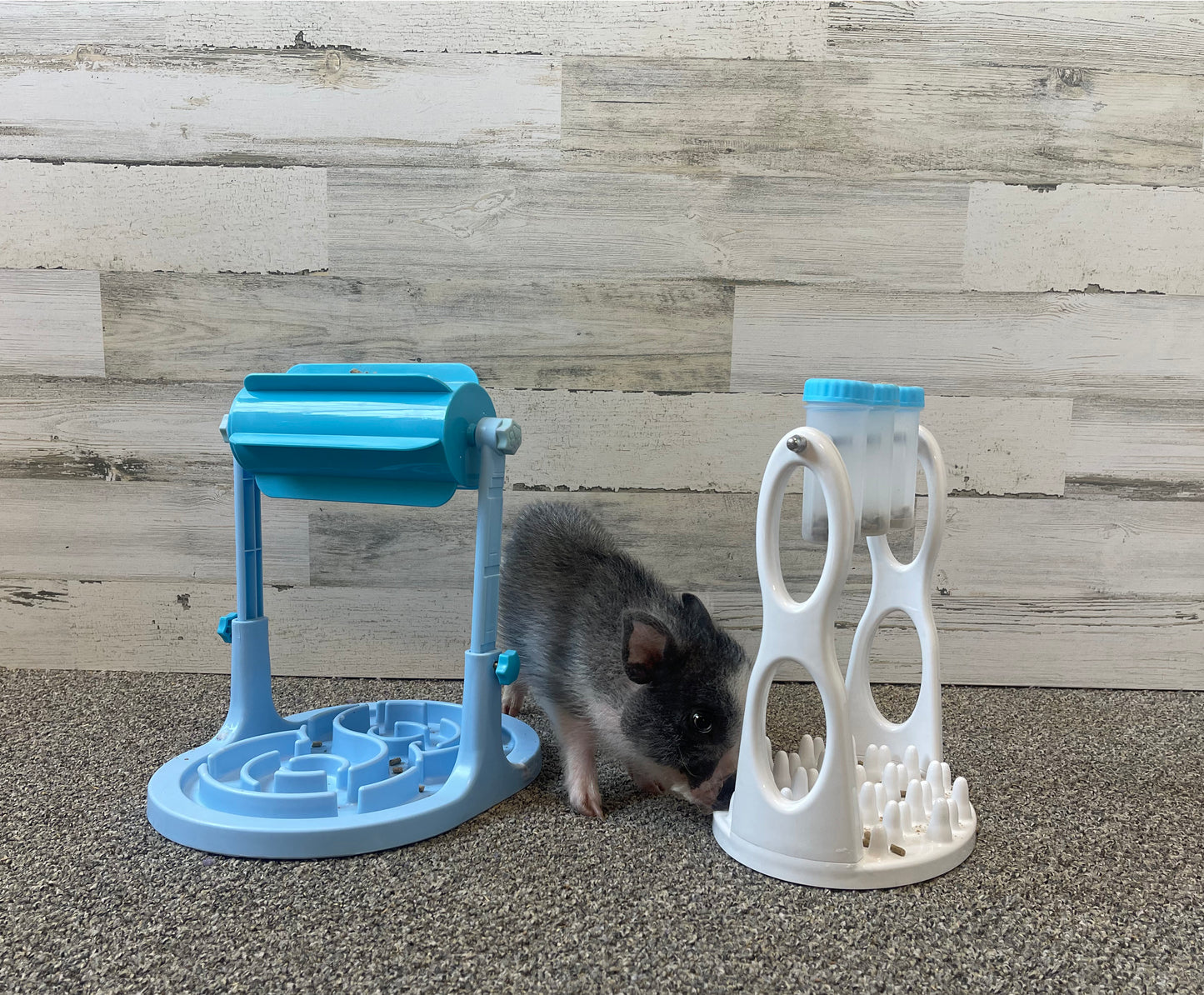 Piggy Poo and Crew Interactive Food Dispensing Slow Feeder Games for Mental Stimulation and Healthy Eating for Dogs, Pigs, Rabbits, Cats, and other Small Animals