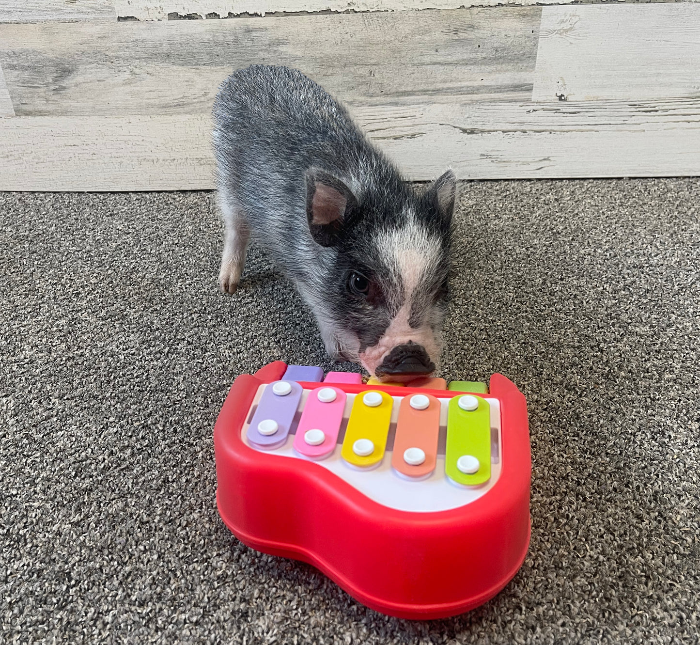 Piggy Poo and Crew Pet Piano Game