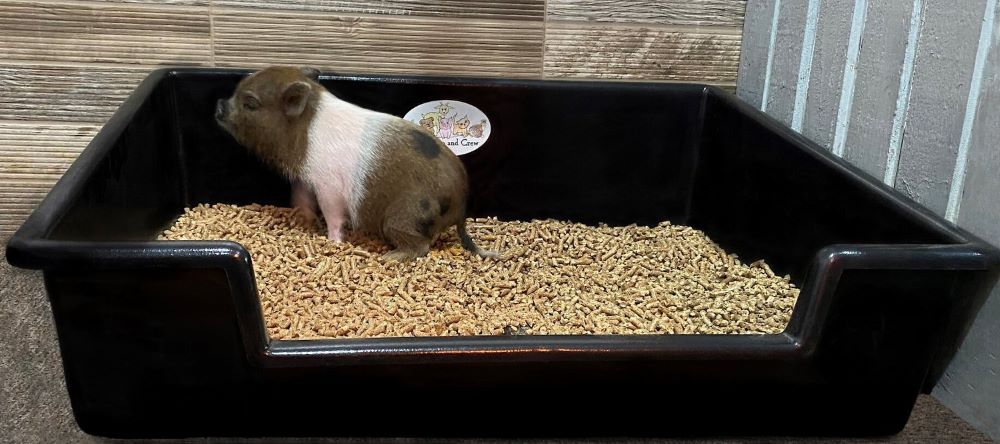 Best litter shop for mini pigs