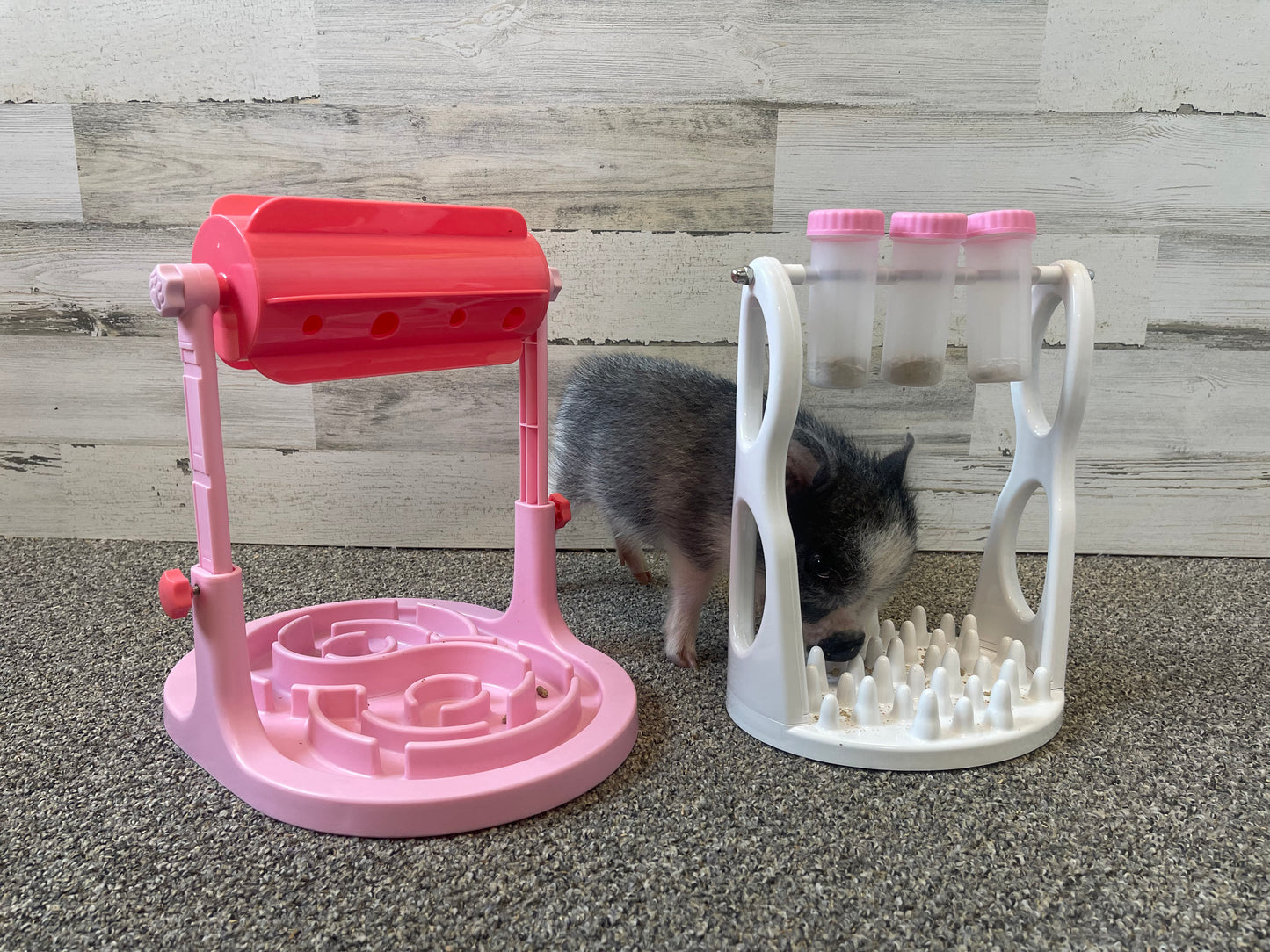 Piggy Poo and Crew Interactive Food Dispensing Slow Feeder Games for Mental Stimulation and Healthy Eating for Dogs, Pigs, Rabbits, Cats, and other Small Animals