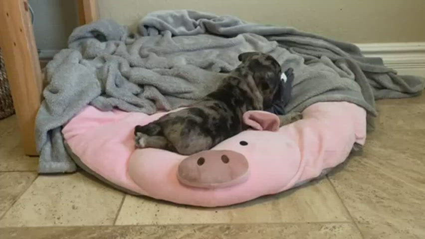 Piggy Poo and Crew Large Overstuffed Pig Shaped Pillow