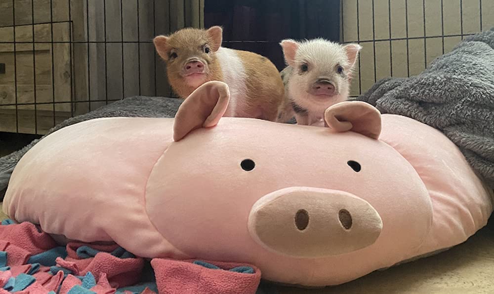 Pillow pet shop pig