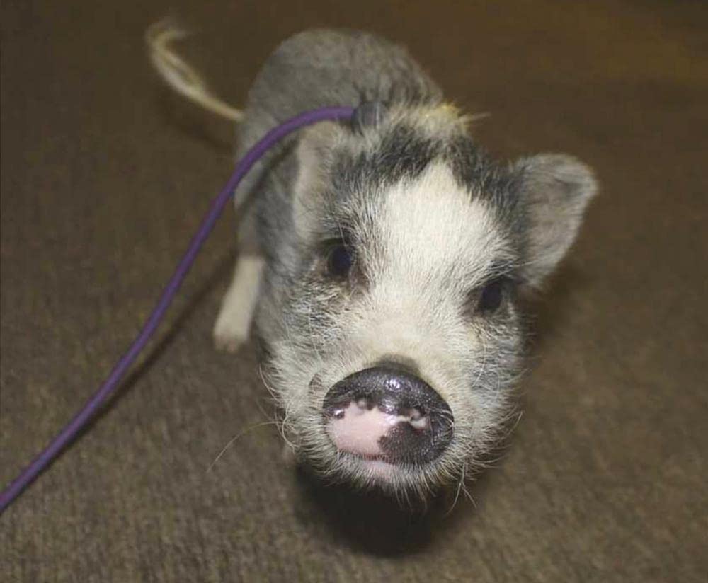 Potbelly pig outlet harness